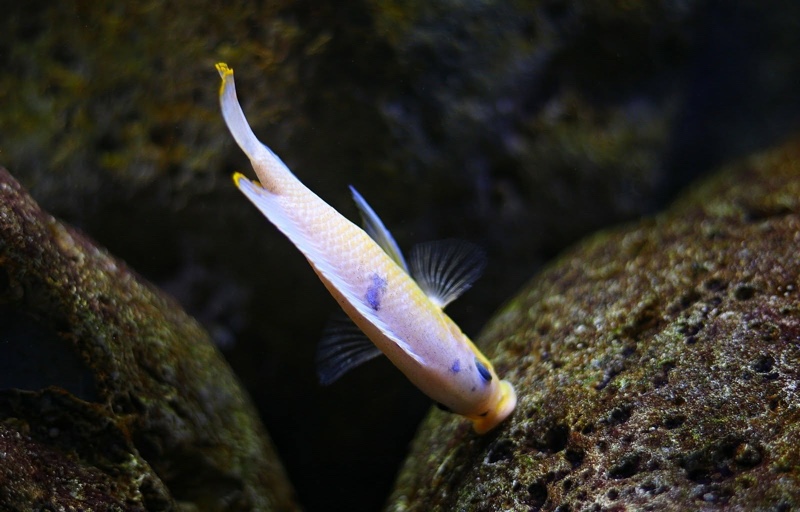 Maylandia zebra 'Nkhungu Reef'